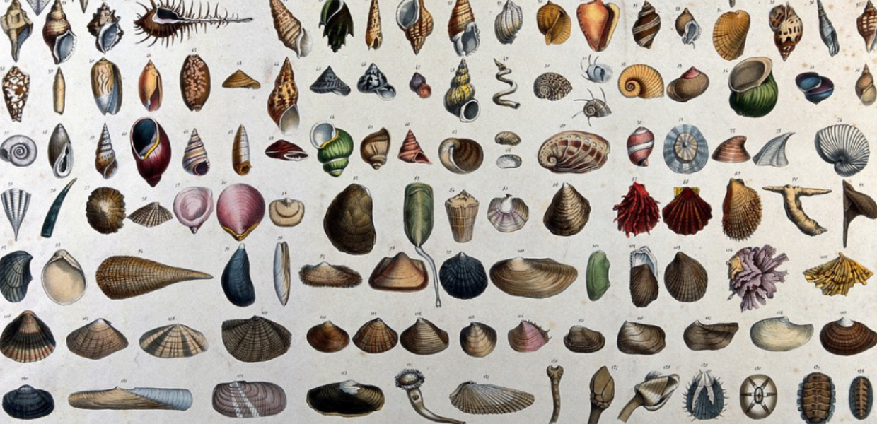Mollusc shells: classification chart showing 132 varieties, with a diagram below outlining details of the three main shapes.